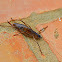 Grasshoper nymph