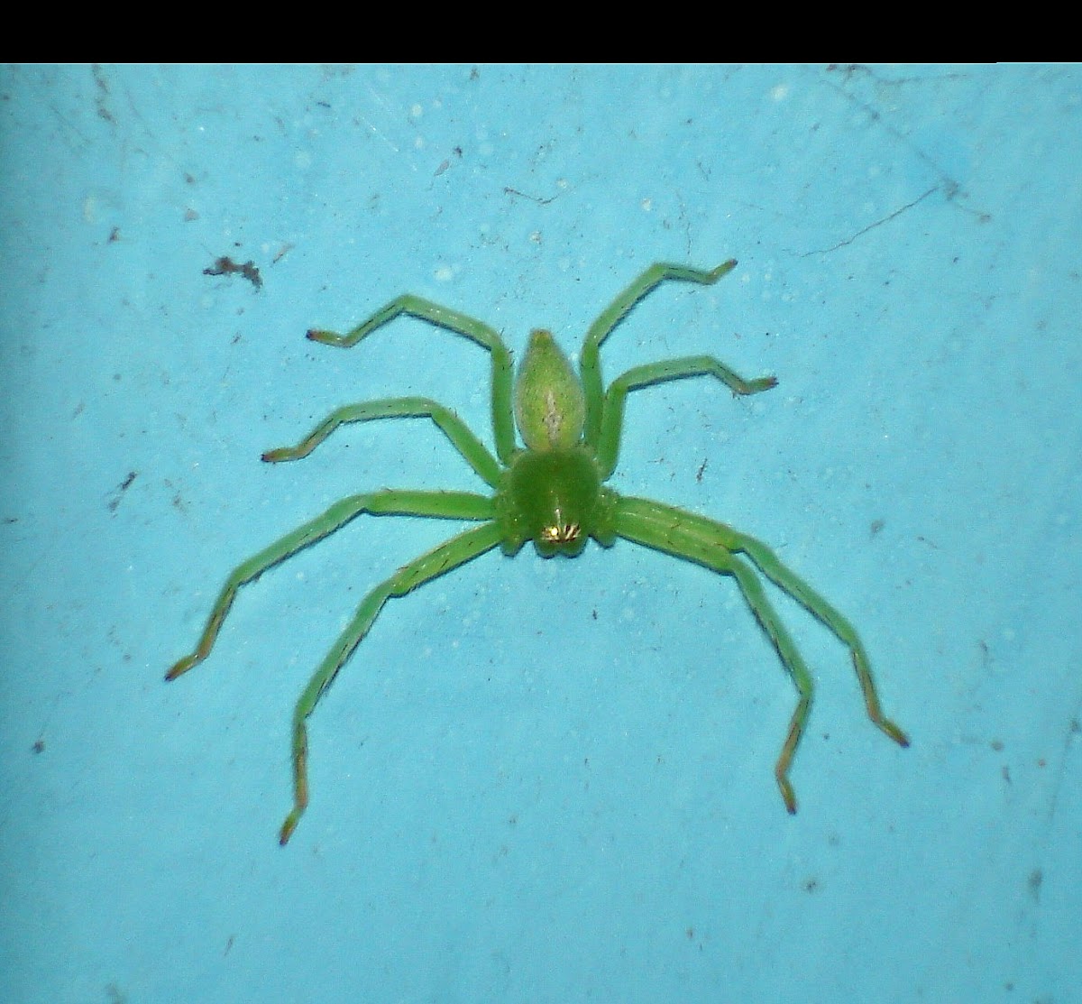 Green huntsman spider