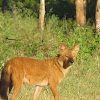 Dhole (Asiatic Wild dog)
