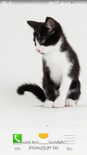 cute cat livewallpaper Screenshots 0