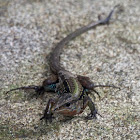 Central American Whiptail