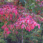 Red Fall Leaves in Holly springs, Ga