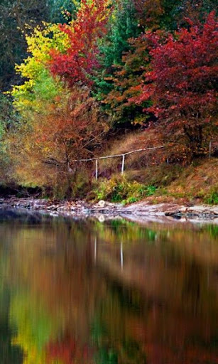 免費娛樂App|300 Autumn Tree Free Pictures|阿達玩APP