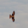 Black Kite