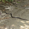 Serpiente de Leche Negra - Black Milk Snake