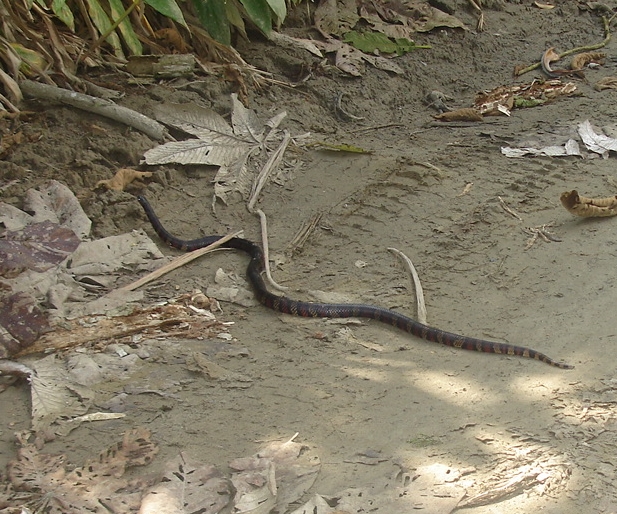 Serpiente de Leche Negra - Black Milk Snake