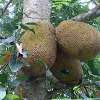 Jackfruit 大樹菠蘿