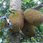 Jackfruit 大樹菠蘿