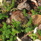 Northern Red-backed vole