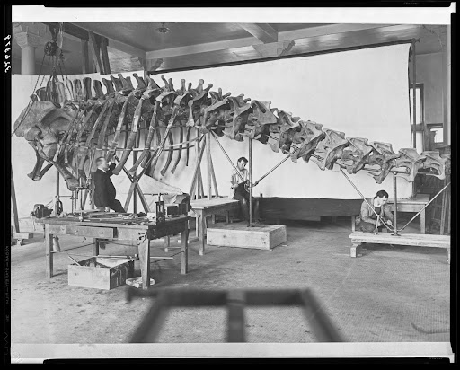 Mounting Brontosaurus (Apatosaurus) skeleton, 1958