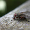 Fly (Dipteran)