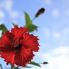 Hibiscus Psyche