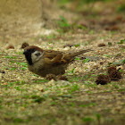 Eurasian Tree Sparrow