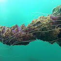 Black Sea Nettle