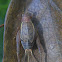 Restless Bush Cricket, female