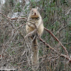 California Ground Squirrel