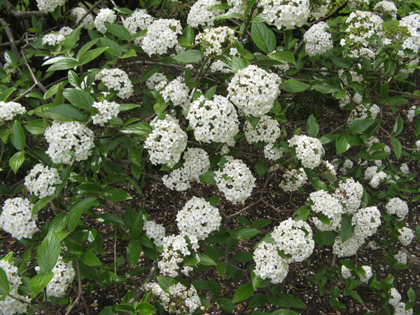 Burkwood's viburnum