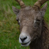 Bighorn Sheep  (Ovis canadensis)