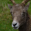 Bighorn Sheep  (Ovis canadensis)