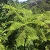 Caribbean Tree fern or Giant tree fern_Helecho gigante