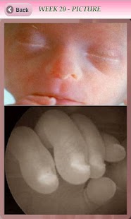 Lastest Pregnancy Info APK