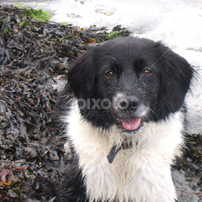 Milly at the Beach by Chloe Holloway - Animals - Dogs Portraits