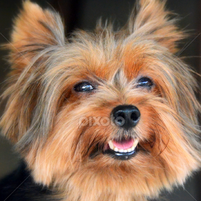by Tupu Kuismin - Animals - Dogs Portraits