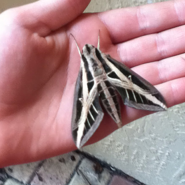 Banded Sphinx | Project Noah