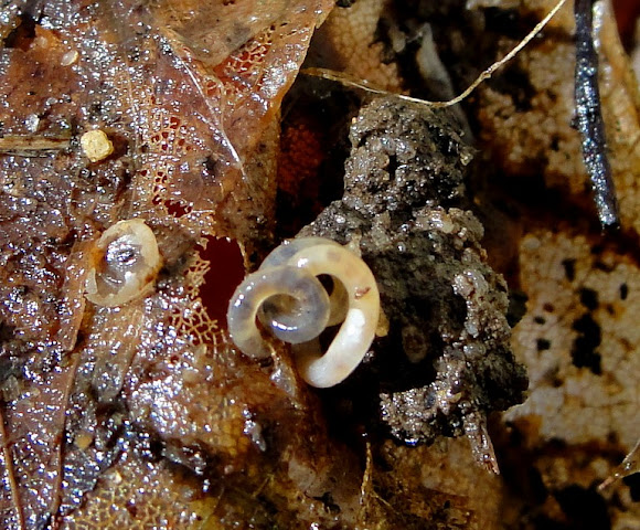 Whiteworm aka pot  worms  Project Noah