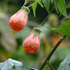 Abutilon or Chinese Lanten (Malvaceae)  