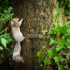 Squirrel Climbing A Tree by Andrew Photos - Animals Other