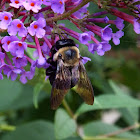 Brown-belted bumble bee