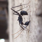 Camponotus angusticollis