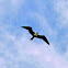 lesser frigatebird