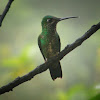 Green-crowned Brilliant (female) / Brillante coroniverde o Diamante frentiverde