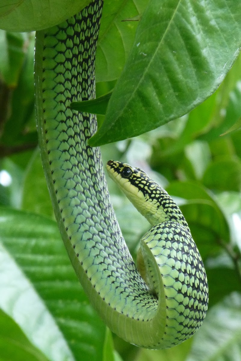 Golden Tree snake