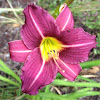 Daylily