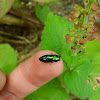 Tiny Jewel Beetle