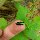 Tiny Jewel Beetle