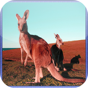 Kangaroo Jigsaw Puzzles 1.0