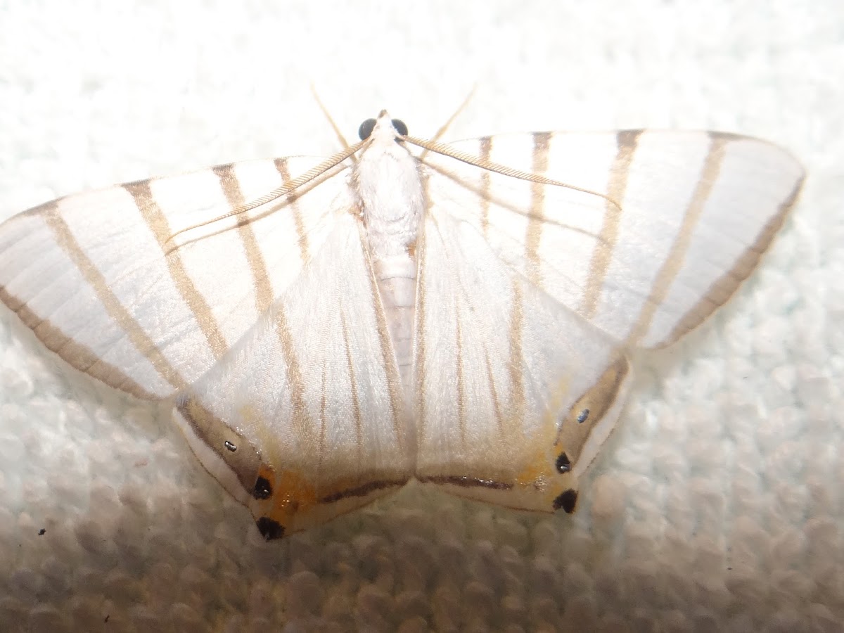 Andes Geometrid Moth