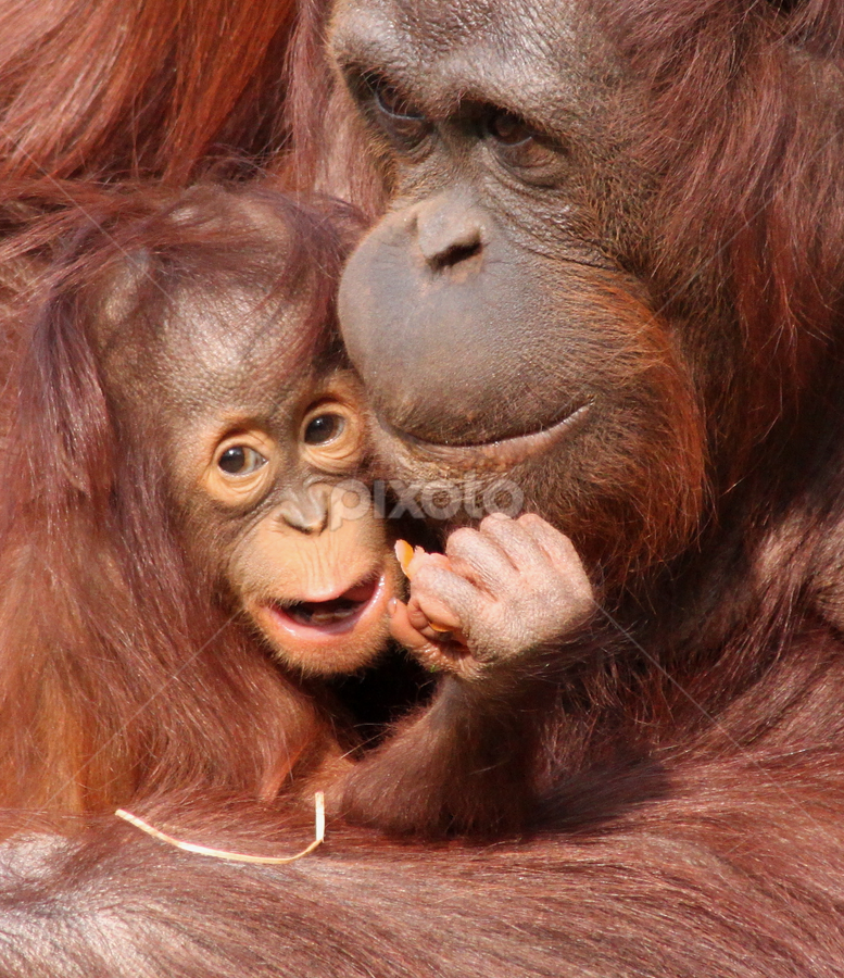 Mali + Tatau by Miriam Haas - Animals Other Mammals