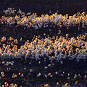 Arctic Cotton Grass