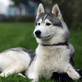 download Husky HD Live Wallpaper free
