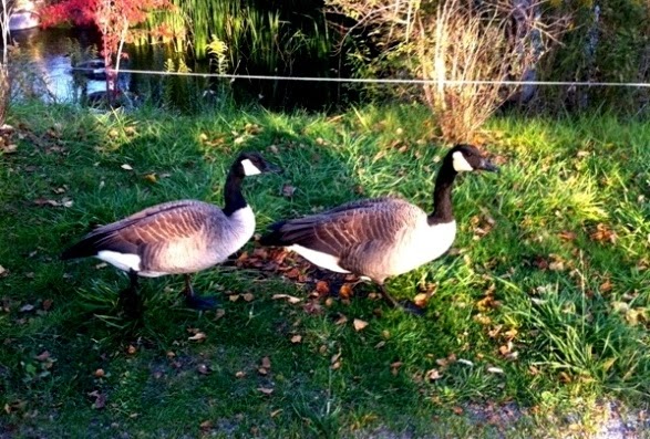 Canada Geese couple