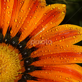 by Bharat Dudeja - Flowers Single Flower