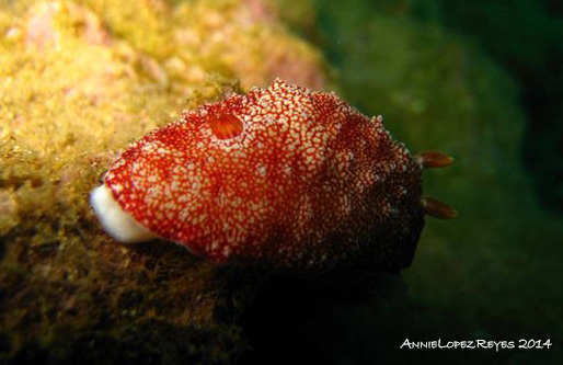 Reticulated Chromodoris