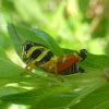 Aztec Spur Throated Grasshopper Nymph