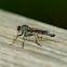 Common Awl Robberfly