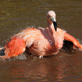 by Miriam Haas - Animals Birds